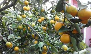 Апартаменты Apartments Jovana Петровац-5