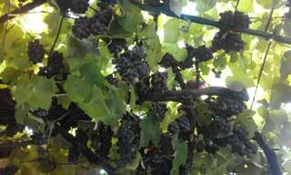 Апартаменты Apartments Jovana Петровац-6