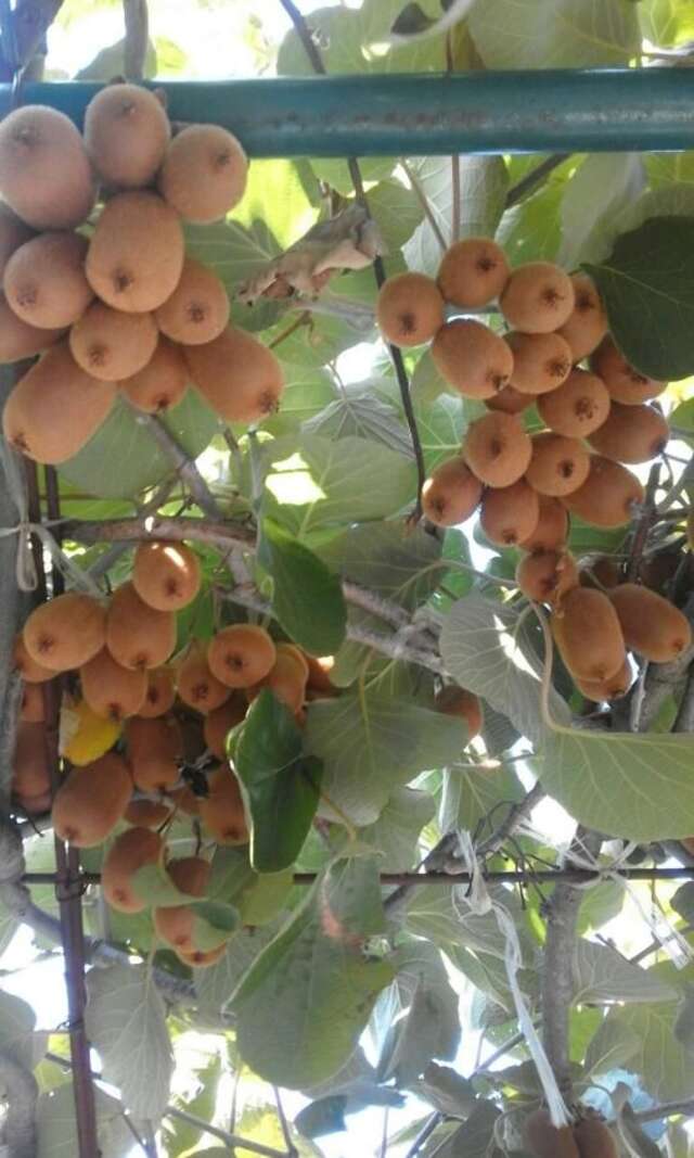 Апартаменты Apartments Jovana Петровац-7