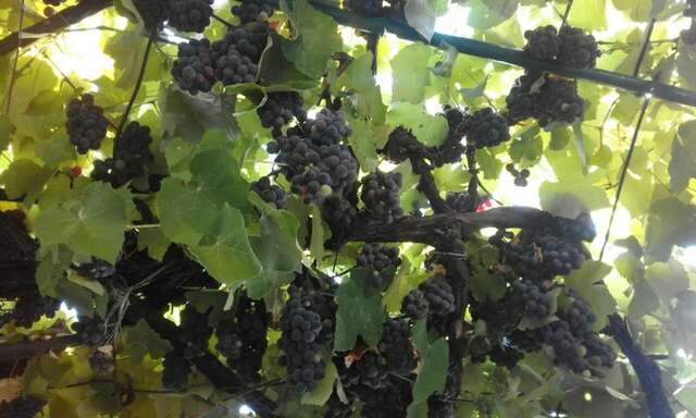 Апартаменты Apartments Jovana Петровац-9